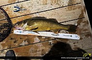 32" Walleye caught on Lake Rosseau
