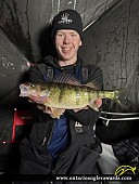 13" Yellow Perch caught on Georgian Bay
