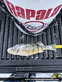 12.5" Yellow Perch caught on Lake Simcoe