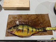 13" Yellow Perch caught on Lake Simcoe