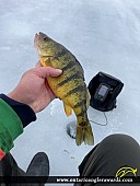 13" Yellow Perch caught on Lake Simcoe