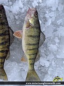 12" Yellow Perch caught on Lake Nipissing 