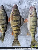 12" Yellow Perch caught on Lake Nipissing 
