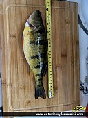 12" Yellow Perch caught on Lake Simcoe