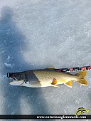 37.5" Lake Trout caught on Lake Ontario