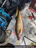 30" Walleye caught on Bay of Quinte