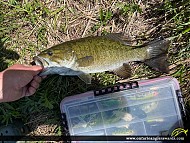17" Smallmouth Bass caught on Lake Nipissing 