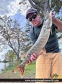 33" Northern Pike caught on Lake Nipissing 