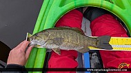 17.25" Smallmouth Bass caught on Lavase River