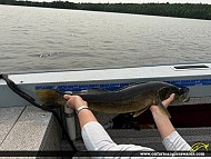28.74" Walleye caught on Lake of the Woods