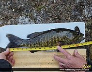 18" Smallmouth Bass caught on Dogtooth Lake
