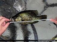 13.375" Black Crappie caught on Belle Lake