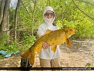 33.6" Carp caught on Machedash Bay