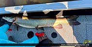 44.25" Muskie caught on Lake of the Woods