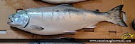 27" Rainbow Trout caught on Lake Ontario