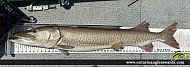 51" Muskie caught on Lake St Clair