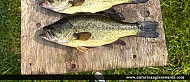 19" Largemouth Bass caught on Ottawa River