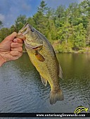 18" Largemouth Bass caught on Ottawa River