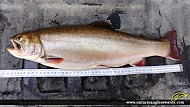 20" Brook/Speckled Trout caught on Lake #57 