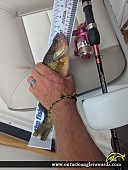 12.5" Yellow Perch caught on Lake of the Woods