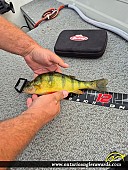 12" Yellow Perch caught on Loch Garry