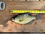 12.5" Black Crappie caught on Rice Lake 