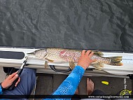 33" Northern Pike caught on Pistol Lake