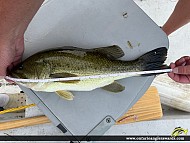 18" Largemouth Bass caught on Mephisto Lake