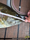 20" Smallmouth Bass caught on Black Sturgeon Lake