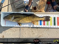 28.25" Walleye caught on Kenogami River