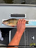 13" Yellow Perch caught on Lake of the Woods