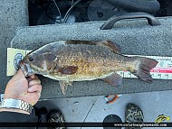 17.5" Smallmouth Bass caught on Shoal Lake