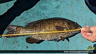 18" Smallmouth Bass caught on Lake of the Woods