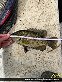 10" Rock Bass caught on Lake Opinicon