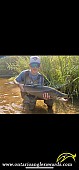 30.5" Brown Trout caught on Brontë creek
