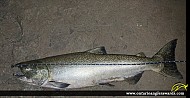 37.5" Chinook Salmon caught on Oshawa Creek