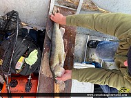 28.5" Walleye caught on Lake of the Woods 