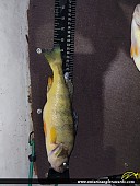 12.75" Yellow Perch caught on Lake Simcoe