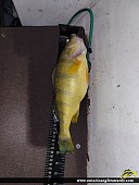 13.25" Yellow Perch caught on Lake Simcoe