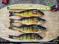 12" Yellow Perch caught on Glamor Lake