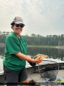 12" Yellow Perch caught on Winnipeg River 