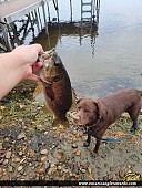 17.5" Smallmouth Bass caught on Ottawa River