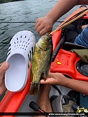 12" Rock Bass caught on Wolfe lake