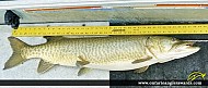 39" Muskie caught on Lake Ontario 