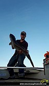 50" Muskie caught on French River 