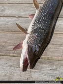 30" Northern Pike caught on Credit River