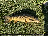 30" Carp caught on Rice Lake