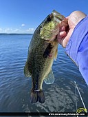 18" Largemouth Bass caught on Rice Lake