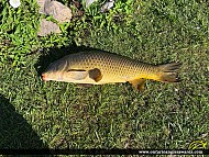 30" Carp caught on Rice Lake