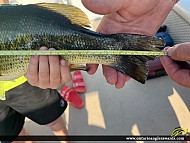 18" Largemouth Bass caught on McConnell Lake